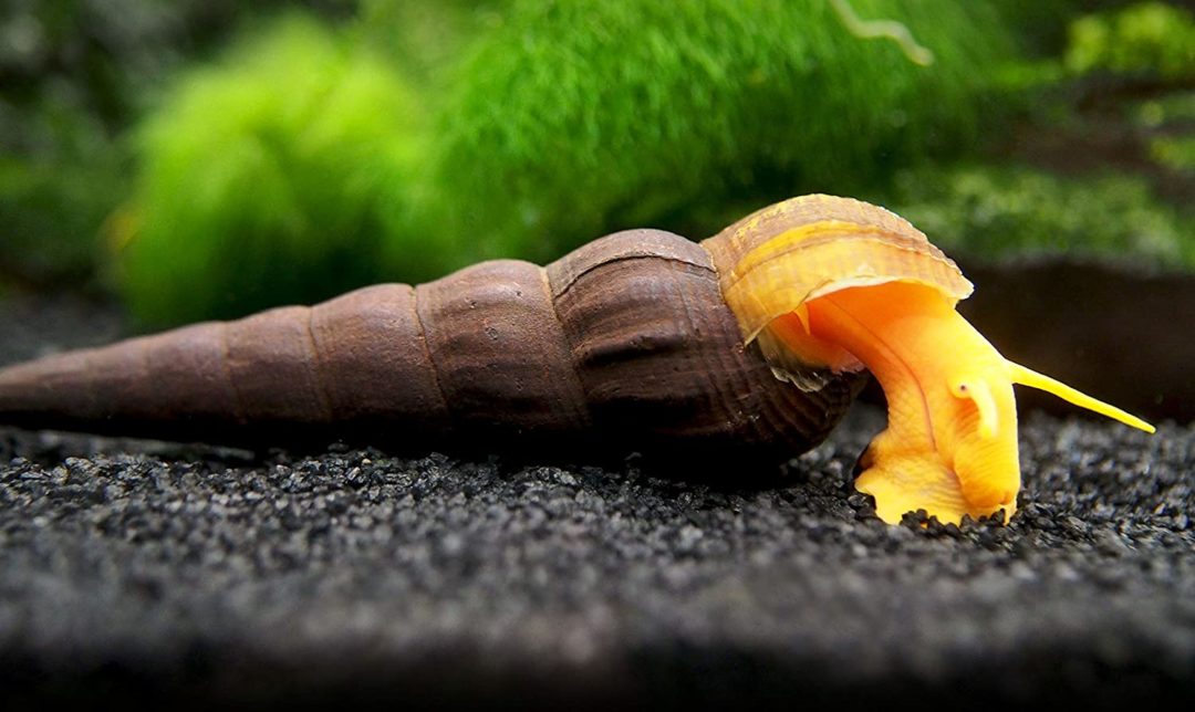 Orange Rabbit Snail - Planted Aquaria - Bring Nature Home – Planted Aquaria