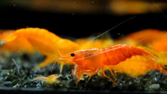 Orange Sunkist Cherry Shrimp - Planted Aquaria