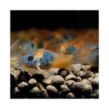 Orange Venezuelan Corydora - Planted Aquaria
