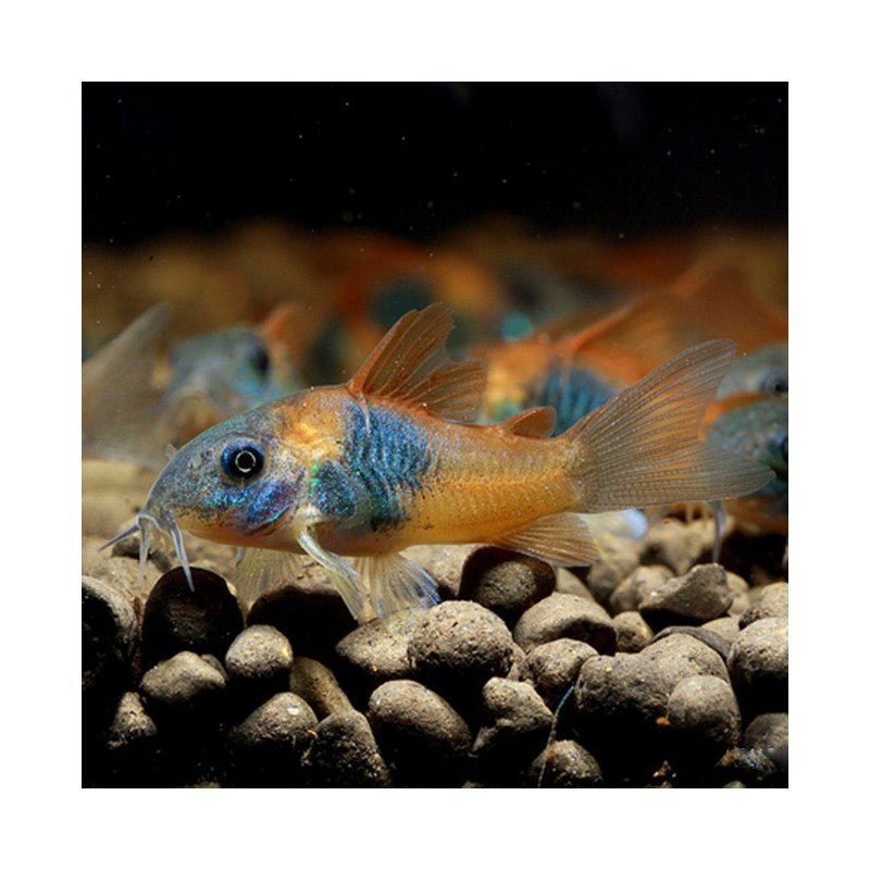 Orange Venezuelan Corydora - Planted Aquaria