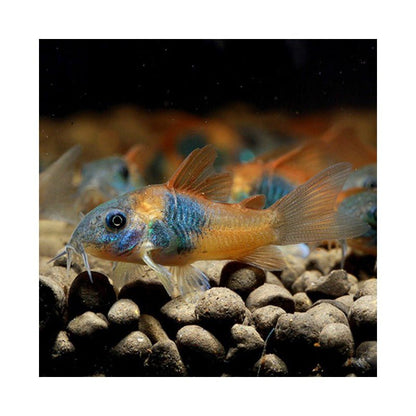 Orange Venezuelan Corydora - Planted Aquaria