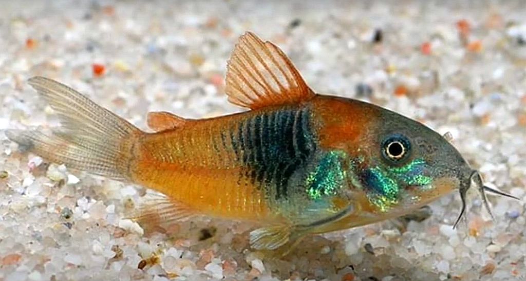 Orange Venezuelan Corydora - Planted Aquaria