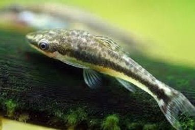 Otocinclus Catfish - Planted Aquaria