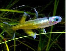 Pacific blue - eye Rainbowfish - Planted Aquaria