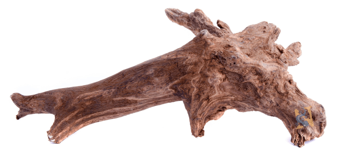 Pacific Wood Extra Large (16 - 20") - Planted Aquaria