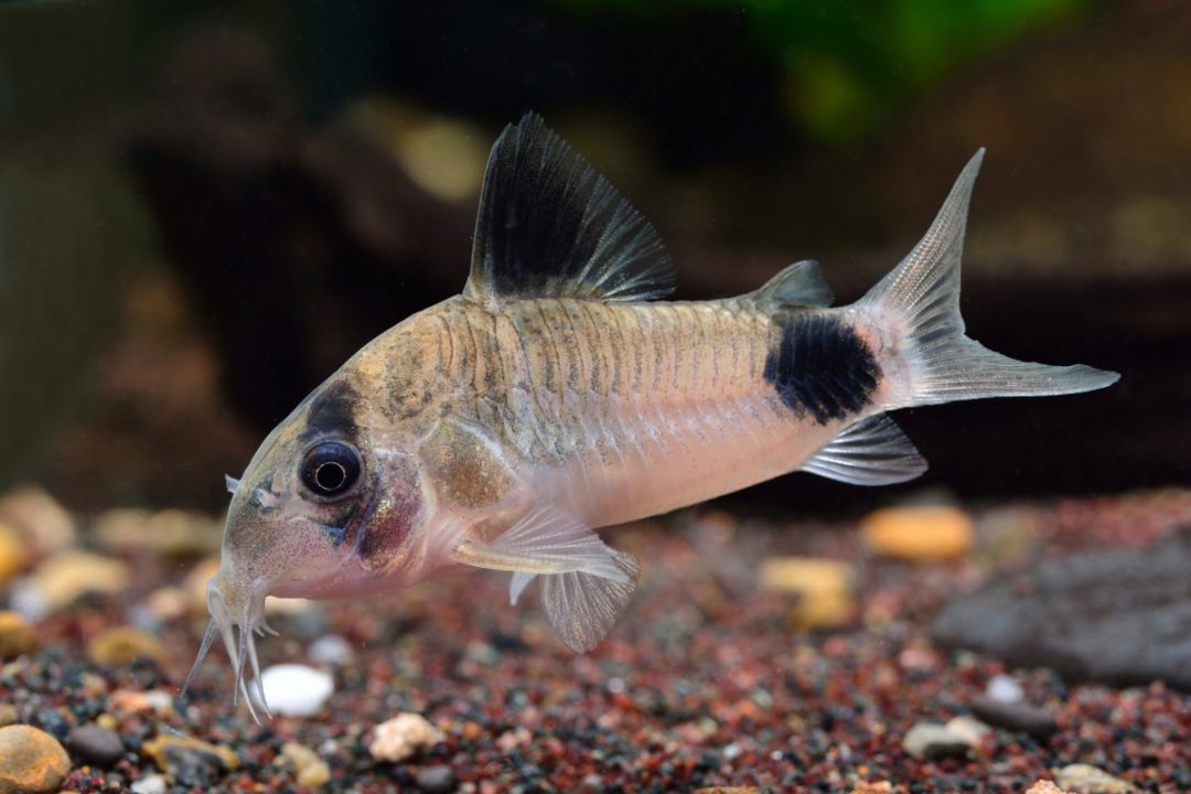 Panda Corydora - Planted Aquaria