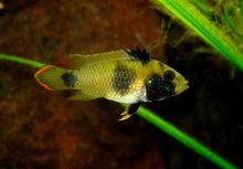 Panda Dwarf Cichlid - Planted Aquaria