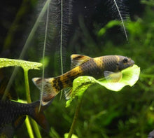 Panda Garra - Planted Aquaria