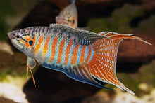 Paradise Fish - Planted Aquaria