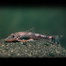 Parotocinclus / Dwarf Pleco - Planted Aquaria