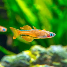 Paskai's Red Neon Blue Eye Rainbowfish - Planted Aquaria