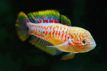 Peacock Gudgeon - Planted Aquaria