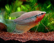 Pearl Gourami - Planted Aquaria