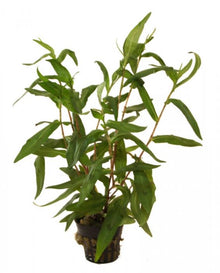 Persicaria praetermissa - Potted - Planted Aquaria