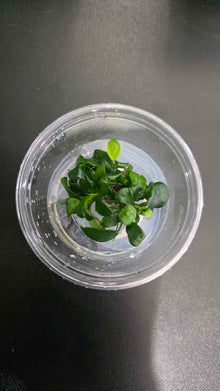Anubias Barteri Petite - Tissue Culture
