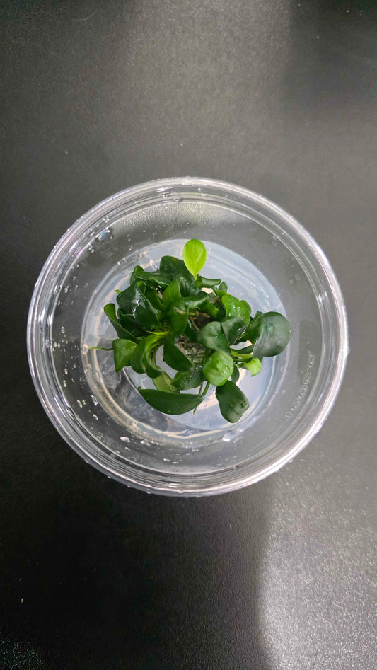 Anubias Barteri Petite - Tissue Culture