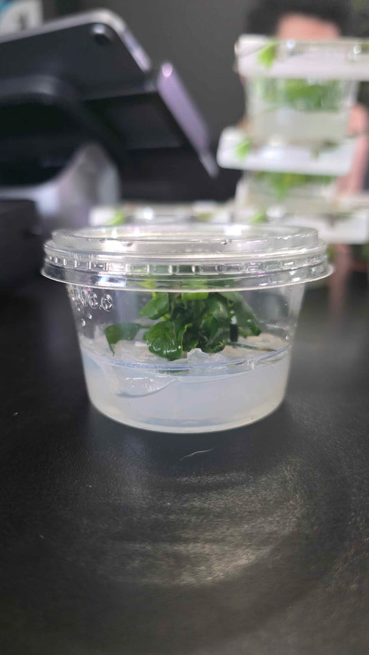 Anubias Barteri Petite - Tissue Culture