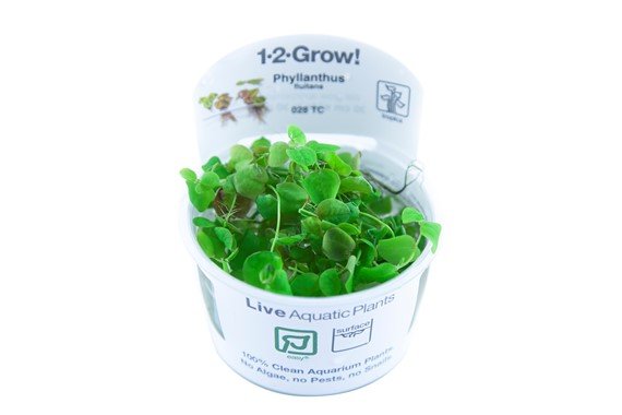 Phyllanthus fluitans - Tropica TC - Planted Aquaria