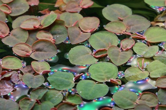 Phyllanthus fluitans - Tropica TC - Planted Aquaria