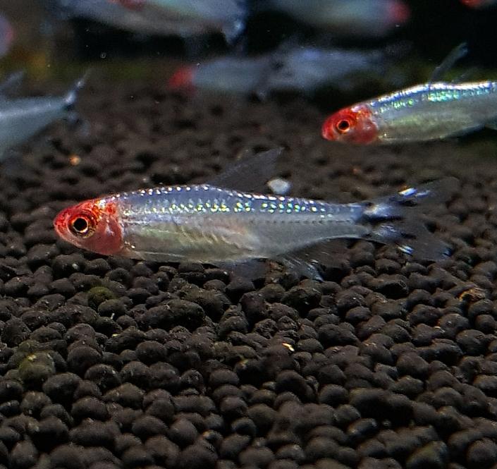 Platinum Rummy Nose Tetra - Planted Aquaria