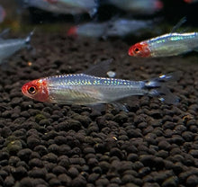 Platinum Rummy Nose Tetra - Planted Aquaria