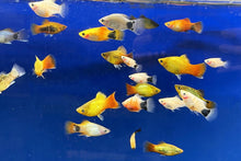 Platy - Assorted - Planted Aquaria