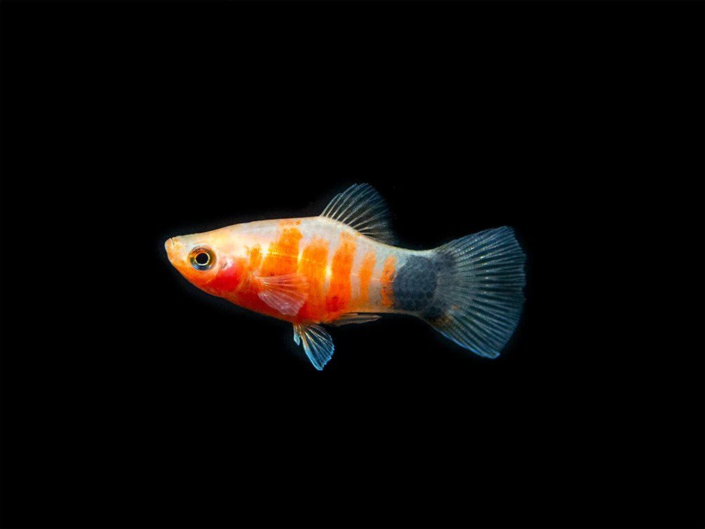 Platy - Bleeding Heart - Planted Aquaria