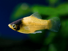 Platy - Bumblebee - Planted Aquaria