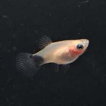 Platy - Milk Moon - Planted Aquaria