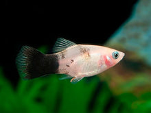 Platy - Panda - Planted Aquaria