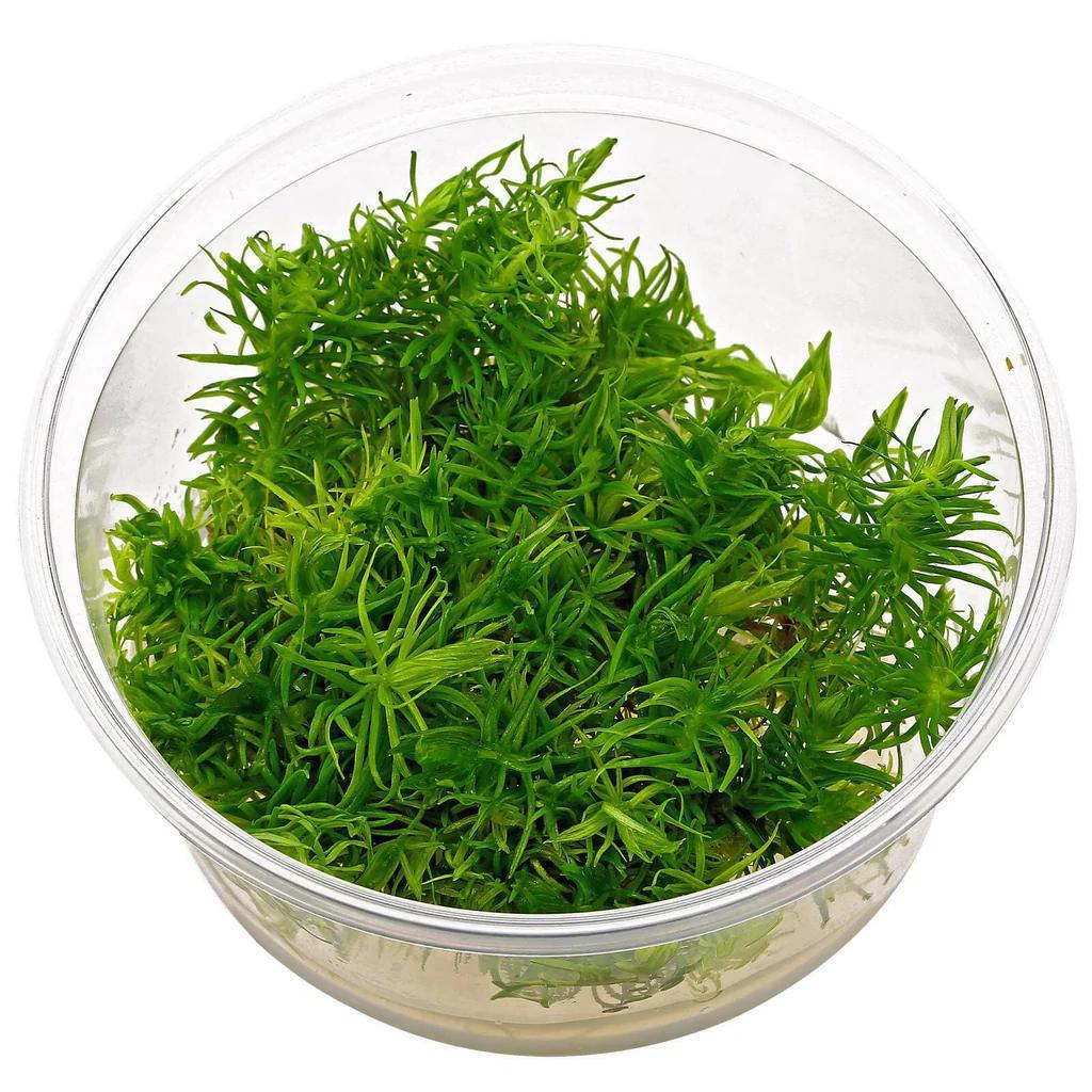 Pogostemon erectus - ADA TC - Planted Aquaria