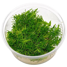 Pogostemon erectus - ADA TC - Planted Aquaria