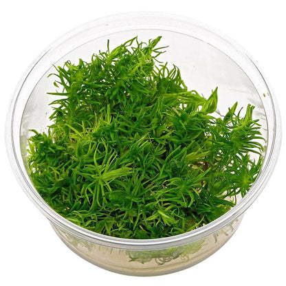 Pogostemon erectus - ADA TC - Planted Aquaria