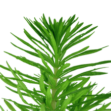 Pogostemon erectus - Potted - Planted Aquaria