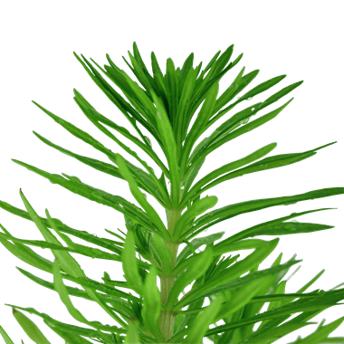 Pogostemon erectus - Potted - Planted Aquaria