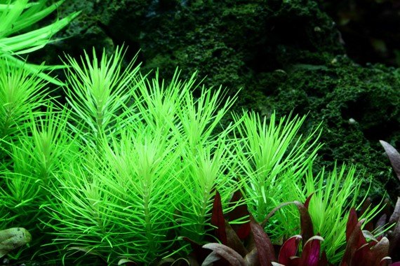 Pogostemon erectus - Potted - Planted Aquaria