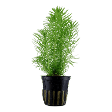 Pogostemon erectus - Potted - Planted Aquaria