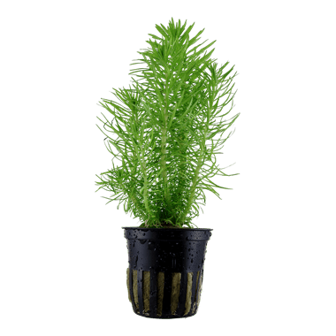 Pogostemon erectus - Potted - Planted Aquaria