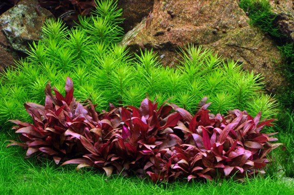 Pogostemon erectus - Potted - Planted Aquaria