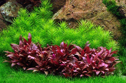 Pogostemon erectus - Potted - Planted Aquaria