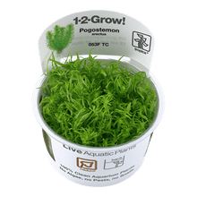 Pogostemon erectus - Tropica TC - Planted Aquaria