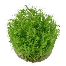 Pogostemon erectus - Tropica TC - Planted Aquaria