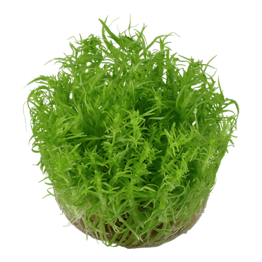 Pogostemon erectus - Tropica TC - Planted Aquaria