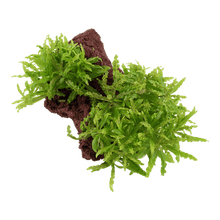 Pogostemon helferi on Lava Stone - Planted Aquaria