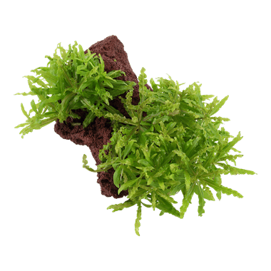 Pogostemon helferi on Lava Stone - Planted Aquaria