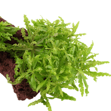 Pogostemon helferi on Lava Stone - Planted Aquaria