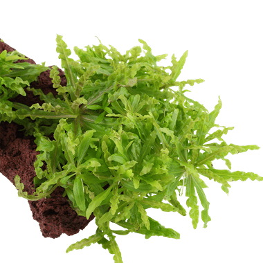 Pogostemon helferi on Lava Stone - Planted Aquaria