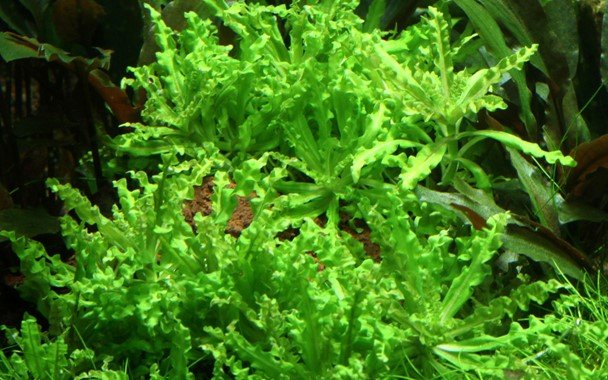 Pogostemon helferi on Lava Stone - Planted Aquaria