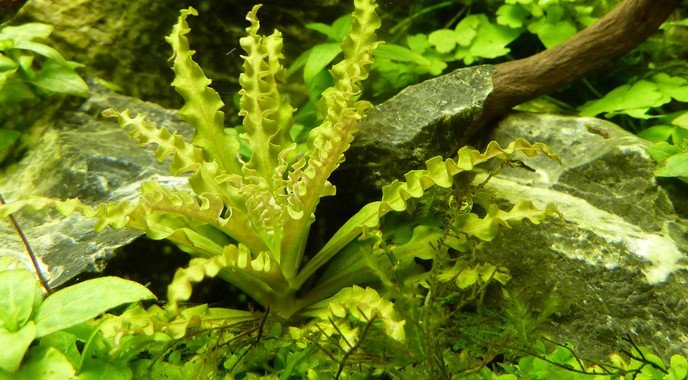 Pogostemon helferi on Lava Stone - Planted Aquaria