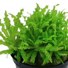 Pogostemon helferi - Potted - Planted Aquaria